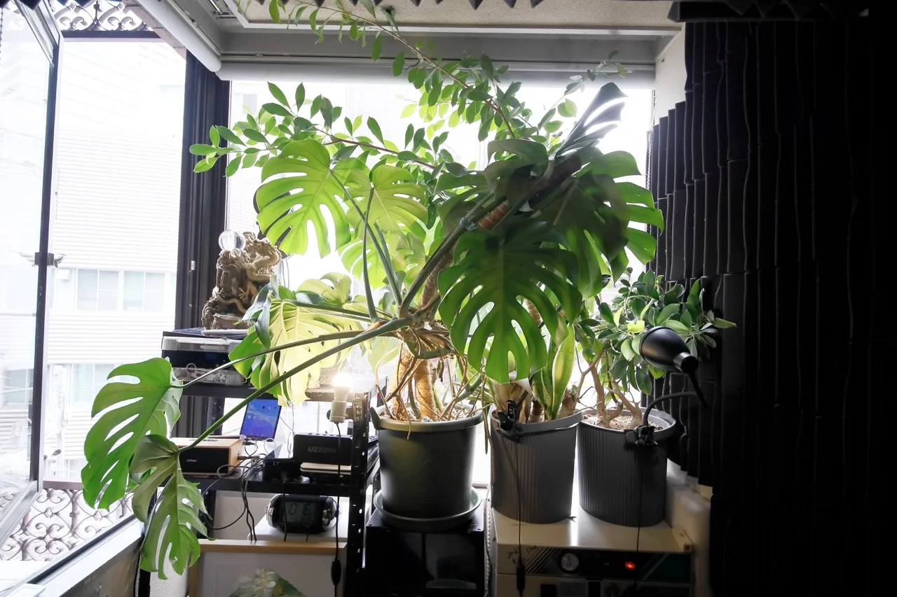 観葉植物と窓からの自然光が入る院長の施術室